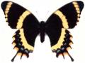 Papilio garamas splendida female aberrant (Internet Image property of respective owner, non-commercial use only)